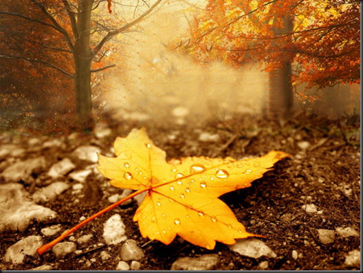 5363043-season-autumn-wallpapers_293511_large